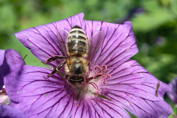 Super macro close up of honey bee drinking nectar on violet geranium in Germany