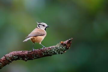 European Crested Tit sitting on a branch  in the forest in the Netherlands