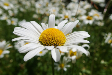 Fototapeta premium Daisy flower field close up in summer in Germany