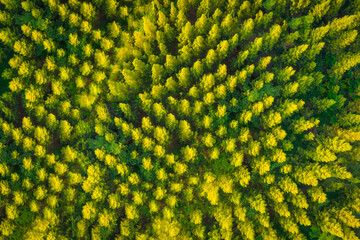 Aerial top view of summer green and yellow pine trees in forest in rural.