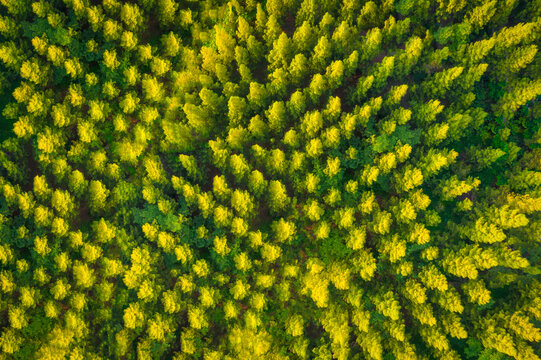 Aerial Top View Of Summer Green And Yellow Pine Trees In Forest In Rural.