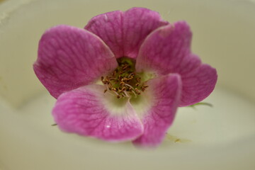 A closeup photograph of a Pink Rose,