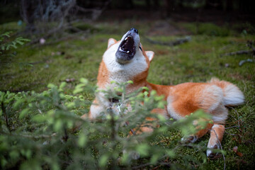 Shiba inu puppy in the forest growls and roars