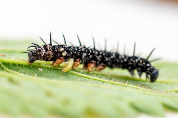 Parasitic wasp larvae emerging from a live peacock butterfly caterpillar