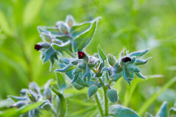 Wild-growing herb Nonea rossica Medicus  (Brown Nonea). The blossoming plant is used in herbal medicine
