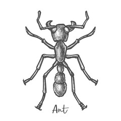 Sketch of ant or hand drawn insect, bug closeup