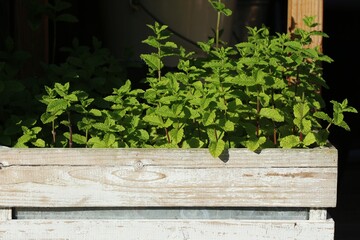 Obraz premium Wooden crate containing mint plants