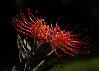 Zuckerbusch, leucospermum cordifolium