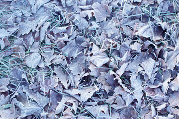 background with autumnal  frozen leaves