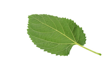 Leaves isolated on a white background