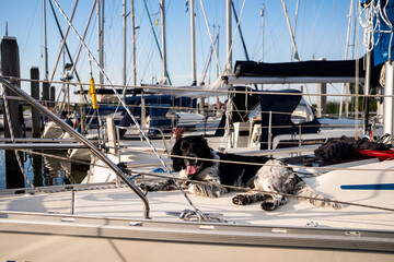 Dog on sailing boat