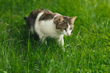 Naklejka na ściany i meble beautiful adult cat hunter preys on mouse in green grass