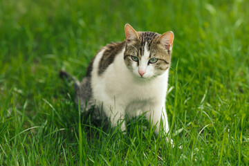 Naklejka na ściany i meble beautiful adult cat hunter preys on mouse in green grass