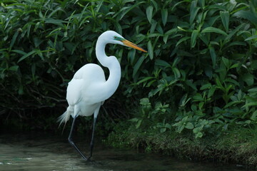 White Heron Walking the Shorelines
