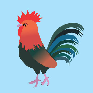 
A vector illustration of a rooster. It is a rooster of the breed Welsumer. The background is blue
