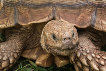 Giant Tortoise on The Mahaulepu Heritage Trail, Poipu, Kauai, Hawaii, USA