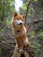 Shiba inu puppy in the forest.