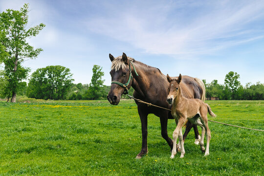 Horse mother and foal in green field outdoor. Summer. Village