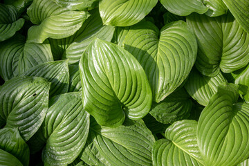 thickets of hosts in my garden