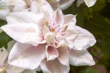 Soft pink clematis Innocent Blush with raindrops on the petals. The flowers in the garden, backgrounds, close-up.