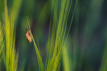 beautiful stick beetle