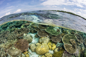 A healthy coral reef grows in the shallows of Wakatobi National Park, Indonesia. This remote, tropical area is part of the Coral Triangle, known for its incredibly high marine biodiversity.