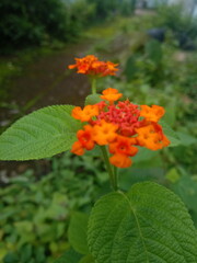 red and yellow flowers