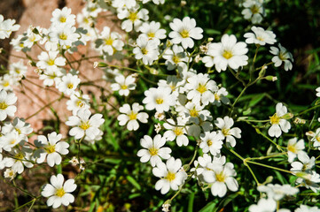 Pretty small white flowers. White flower snow in summer trailing Cerastium tomentosum Alpine perennial mouse ears. Blooming. Snow in summer cerastium tomentosum, white flower with light green leave.