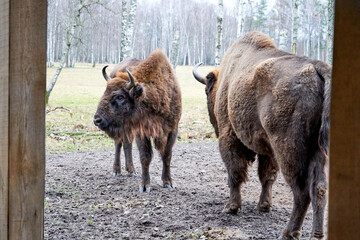 Two european bison standing next to each other