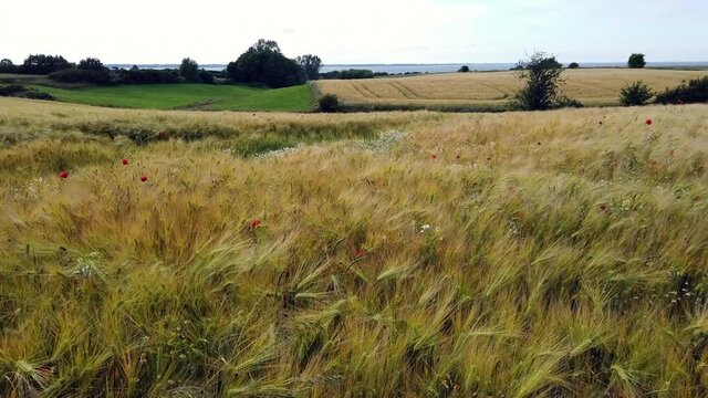 Wheat field swaying in strong wind with view of Eckernfoerde bay at Schwedeneck, Baltic Sea Germany