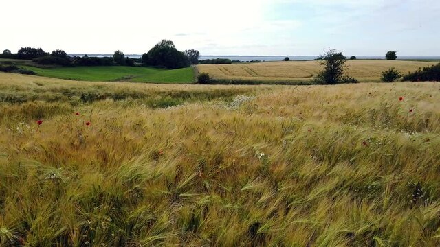 Wheat field with red poppies and Baltic Sea, crane shot 4k video footage