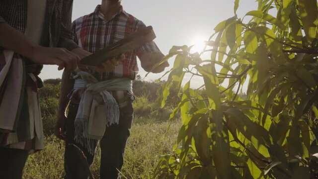 Business and farmer checks the leaves of the mango tree with a tablet computer in the mango grove at beautiful sunset.