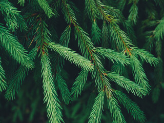 Green fir tree texture background. Green nature background.