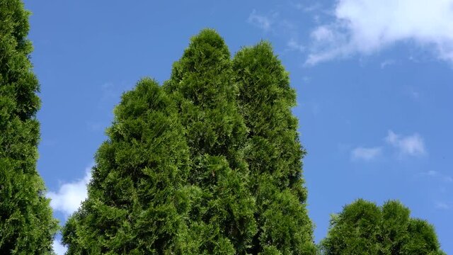 Emerald thuja in summer with blue sky and white clouds