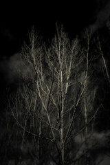 UN VOSC PER EL RIPOLLES