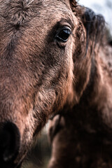 Beautiful detail of horse's head and his gaze in the rain