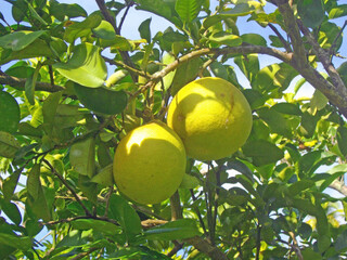 Pamplemousse, Sicile