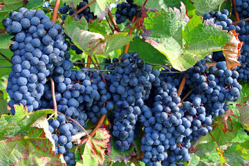 Raisin noir de Cr&egrave;te