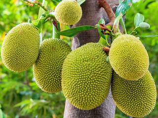 Fruit du jacquier, Brésil