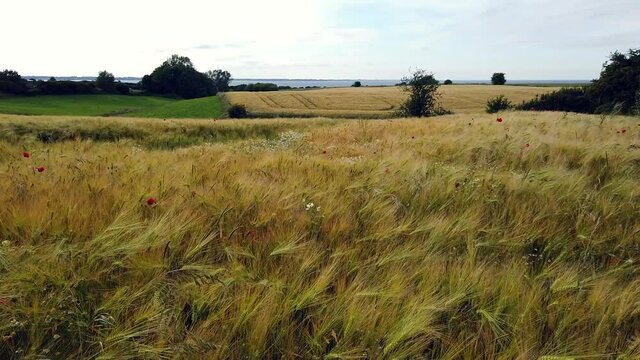 Wheat field swaying in strong wind with view of Eckernfoerde bay at Schwedeneck, Baltic Sea Germany