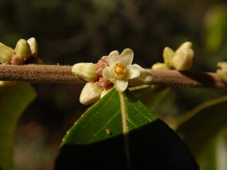  Casearia sp. flower