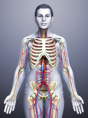 3d rendered medically accurate illustration of the female circulatory and skeleton system