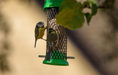 Bluetits on a feeder