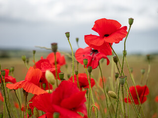 Naklejka premium Cloesup of red poppies in a field in England