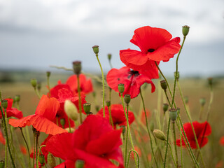 Cloesup of red poppies in a field in England