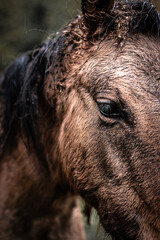 Beautiful detail of horse's head and his gaze in the rain