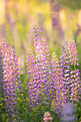 Fototapeta premium Lupine field of pink, white, lilac and blue flowers. Lupins bloom in the meadow. Bouquet of colorful lupins