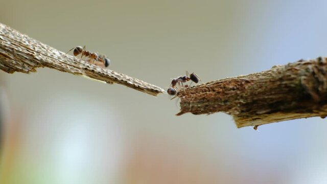 black ants walking on crack of tree trunk with blur green nature background. macro close up