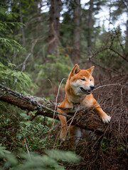 Shiba inu japanese dog puppy. 