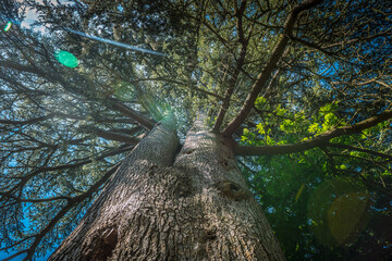 Looking up at through a tall tree